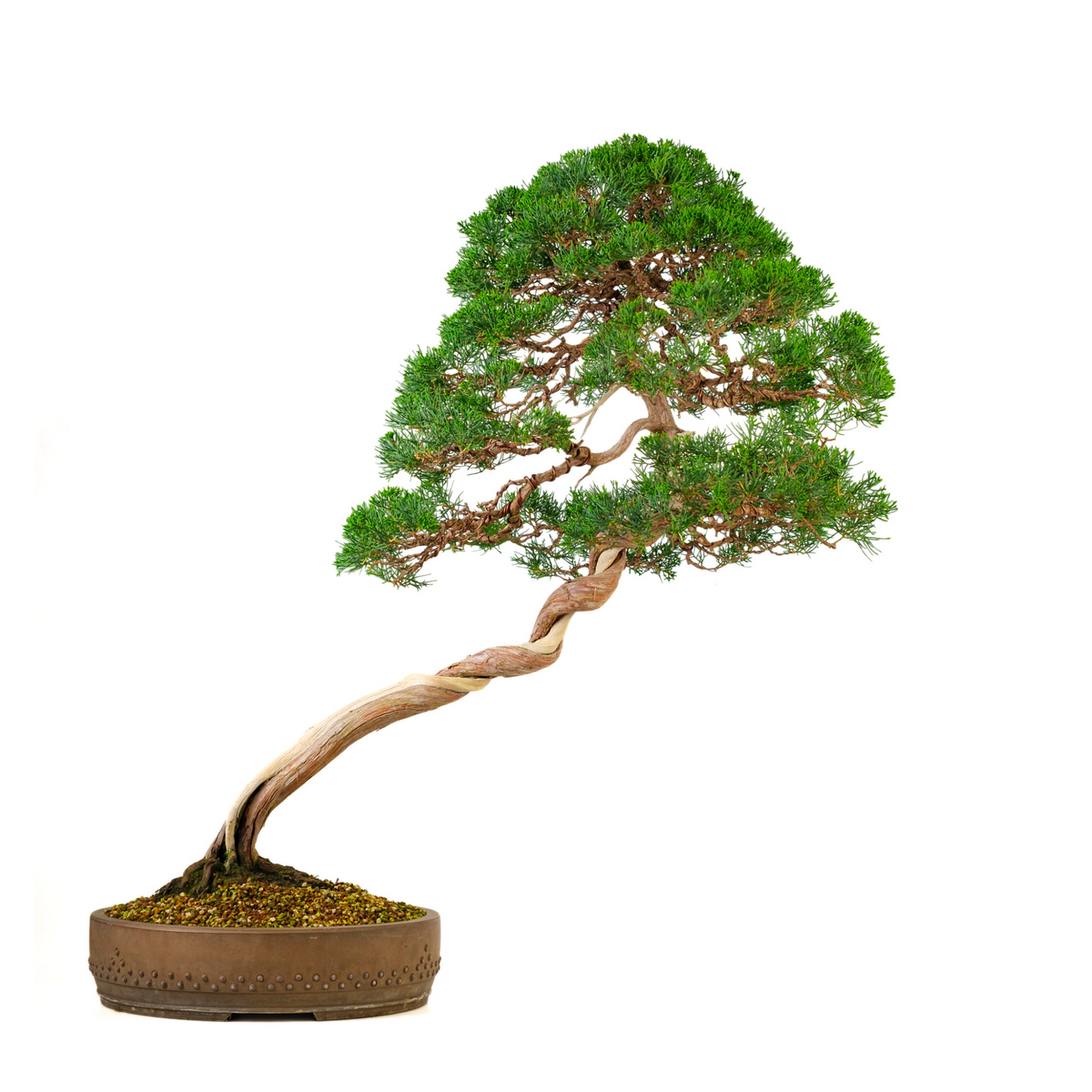 Juniperus chinensis (Kinesisk enebær) nr. 57, højde ~88 cm