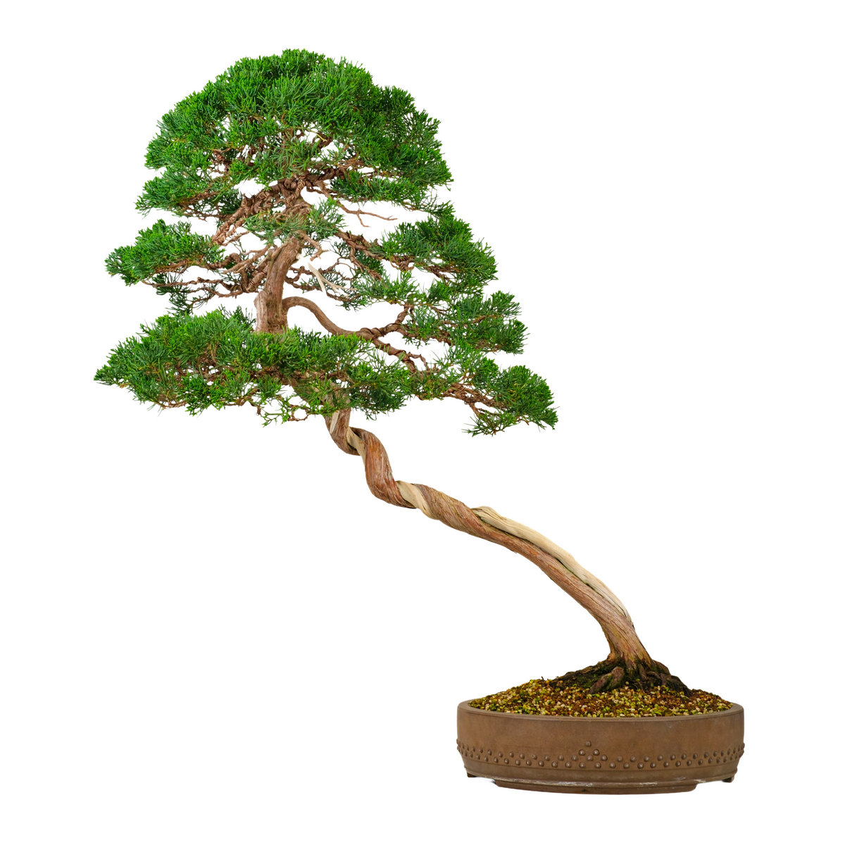 Juniperus chinensis (Kinesisk enebær) nr. 57, højde ~88 cm
