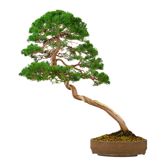 Juniperus chinensis (Kinesisk enebær) nr. 57, højde ~88 cm