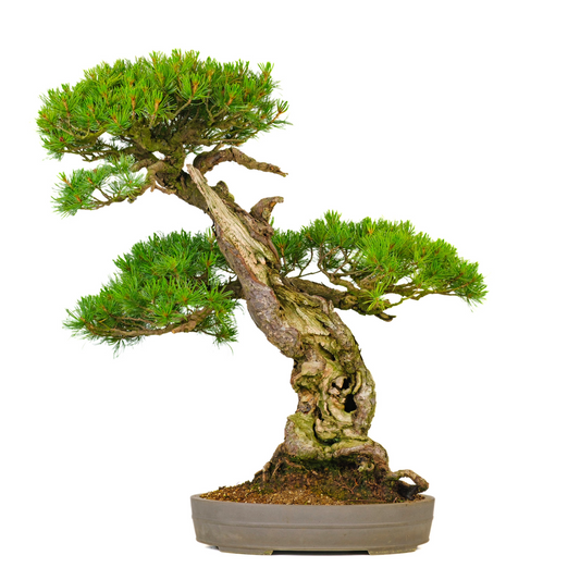 Pinus parviflora (japansk hvidfyr) nr. 72, højde ~82 cm