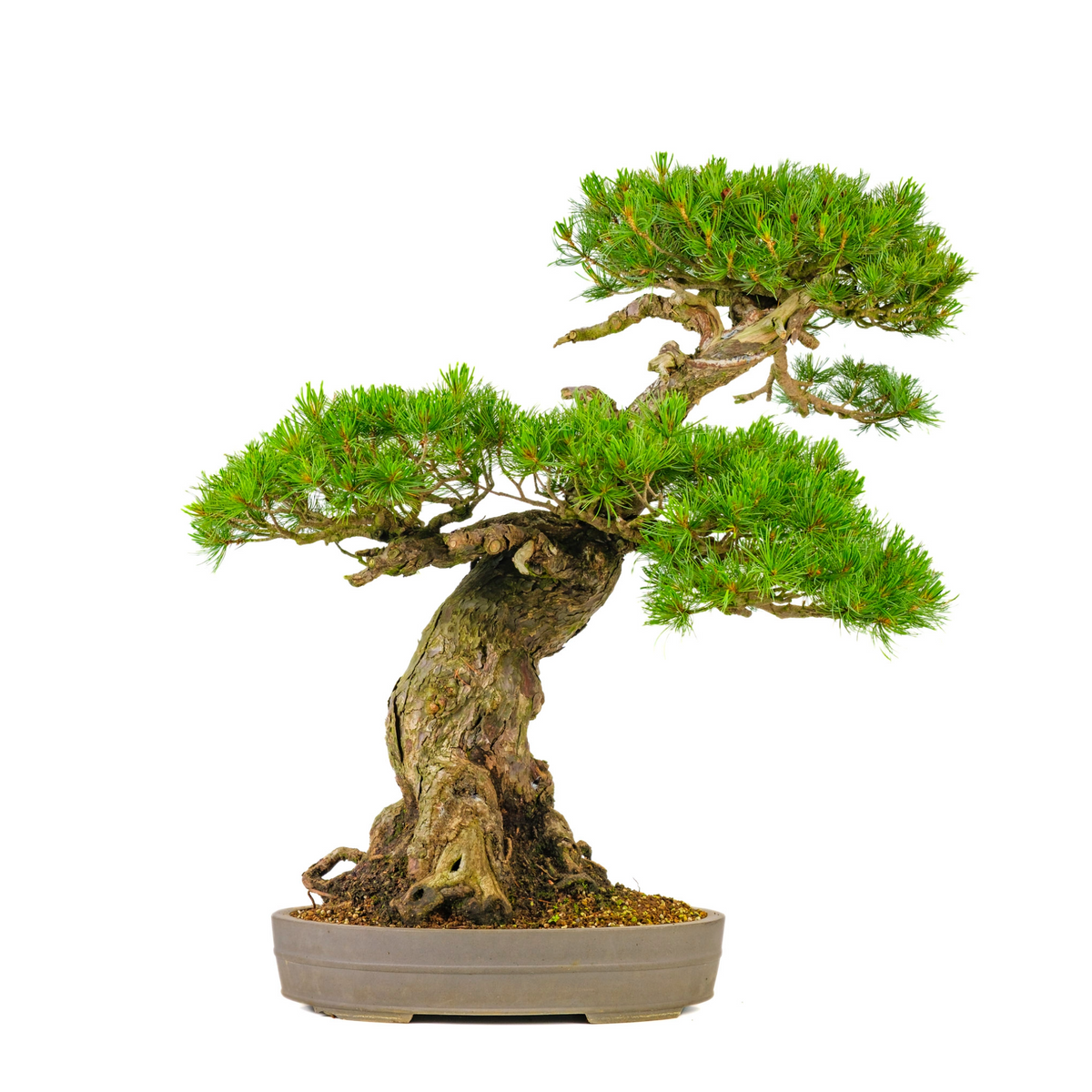 Pinus parviflora (japansk hvidfyr) nr. 72, højde ~82 cm