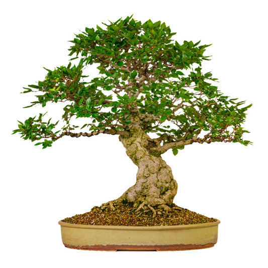 Carpinus coreana (Koreansk avnbøg) nr. 38, højde ~80 cm