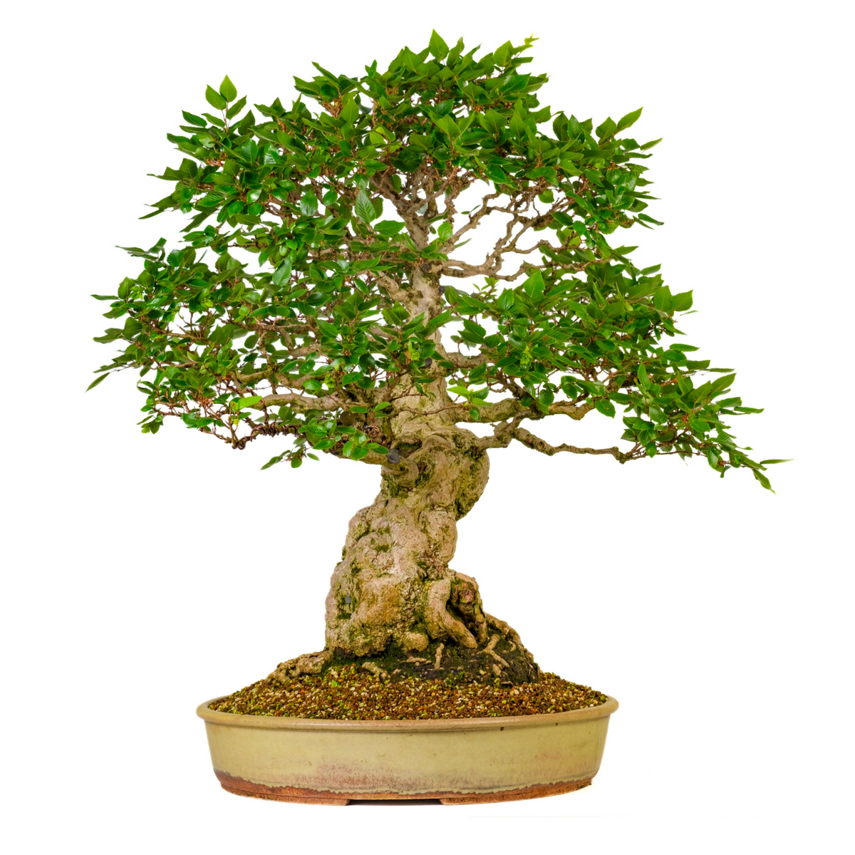 Carpinus coreana (Koreansk avnbøg) nr. 38, højde ~80 cm