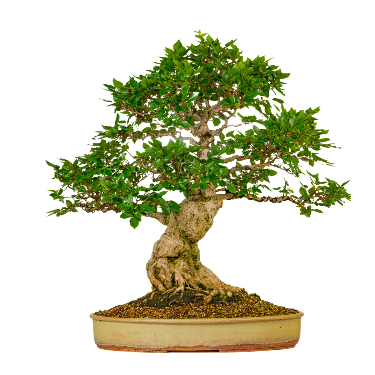 Carpinus coreana (Koreansk avnbøg) nr. 38, højde ~80 cm