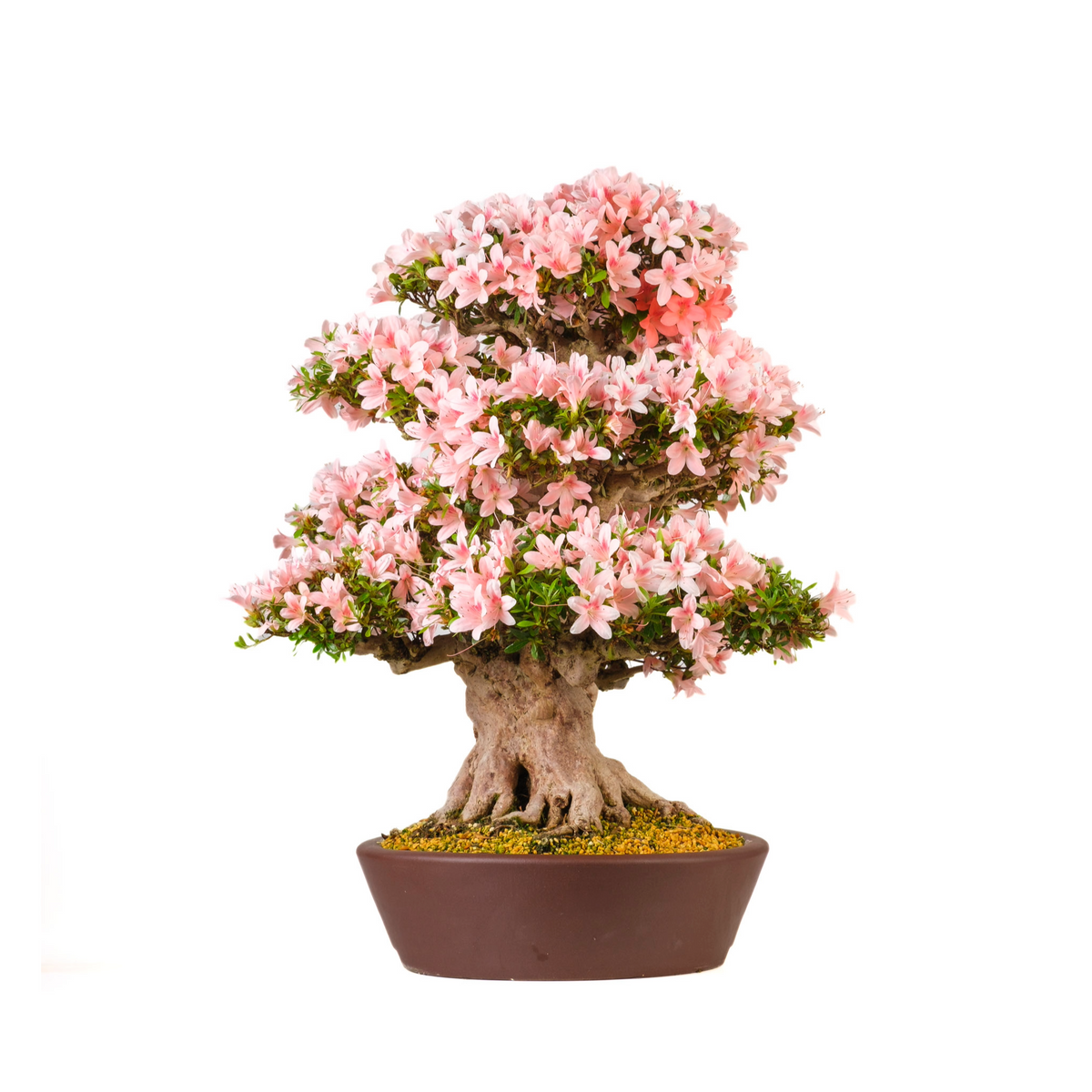 Rhododendron indicum 'Nyohozan' (Azalea) nr. 94, højde ~75 cm