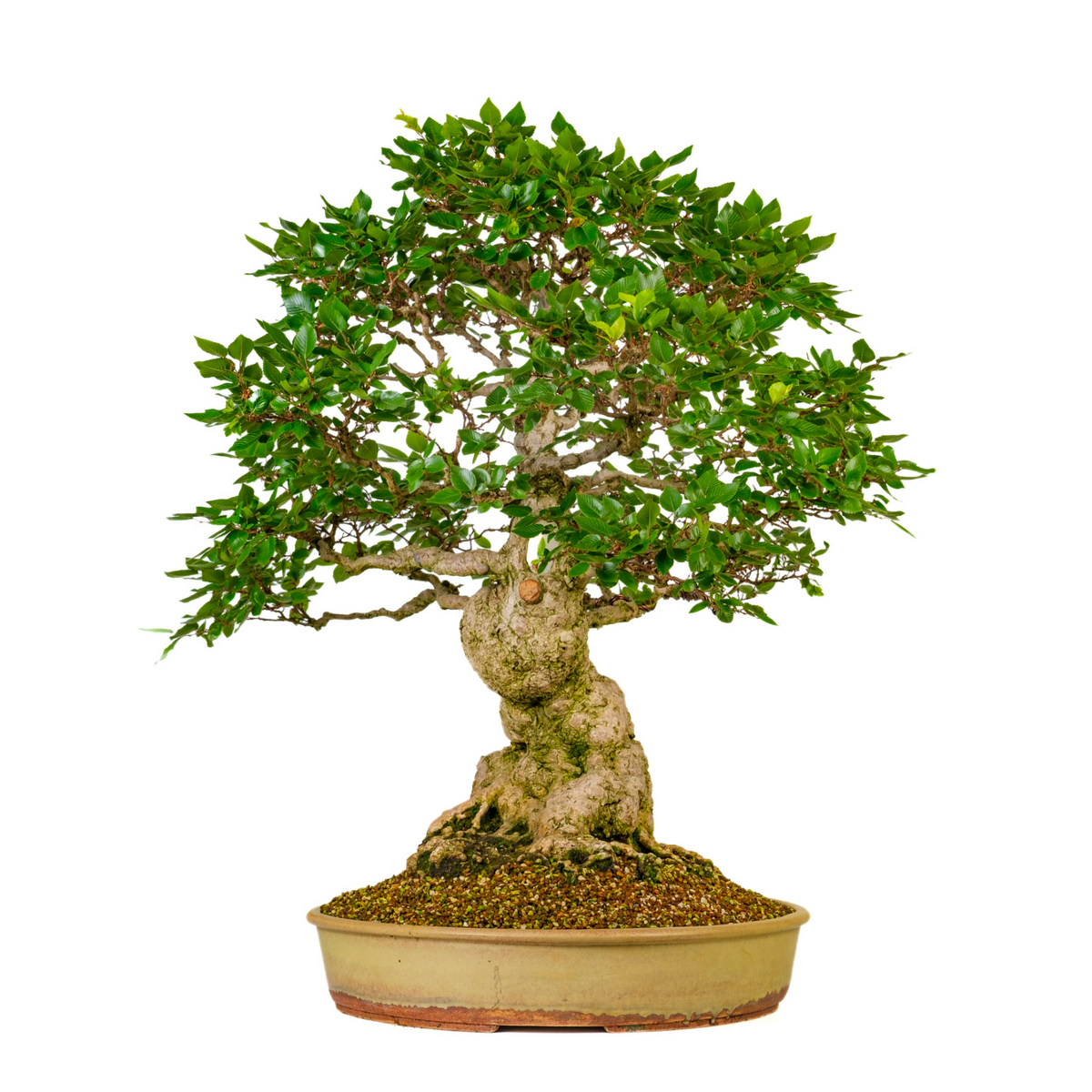 Carpinus coreana (Koreansk avnbøg) nr. 38, højde ~80 cm