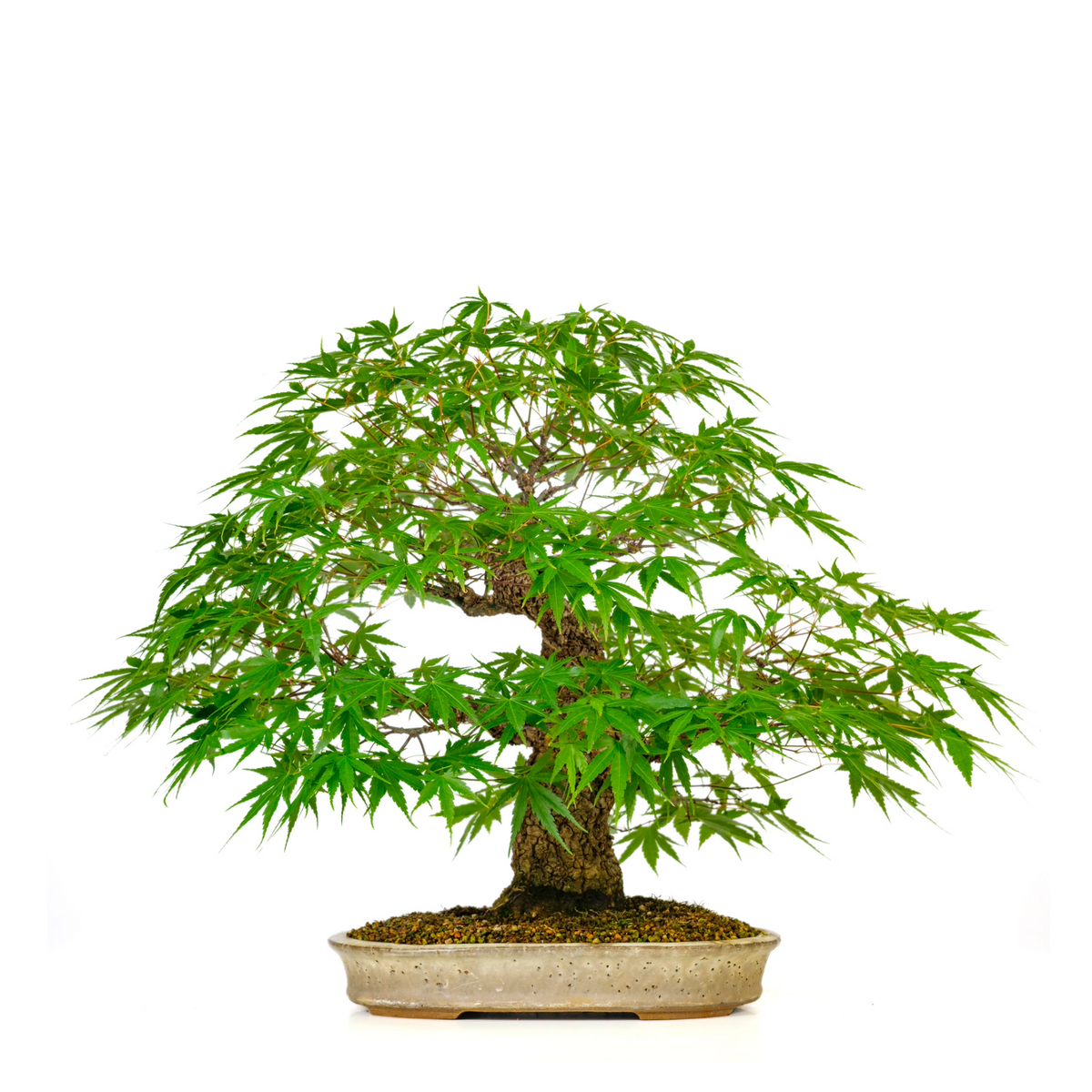 Acer palmatum 'Arakawa' (Japansk ahorn) nr. 10, højde ~55 cm