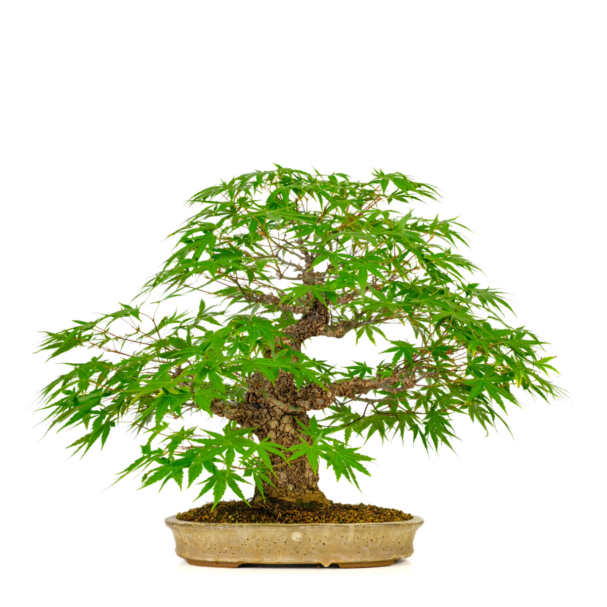 Acer palmatum 'Arakawa' (Japansk ahorn) nr. 10, højde ~55 cm