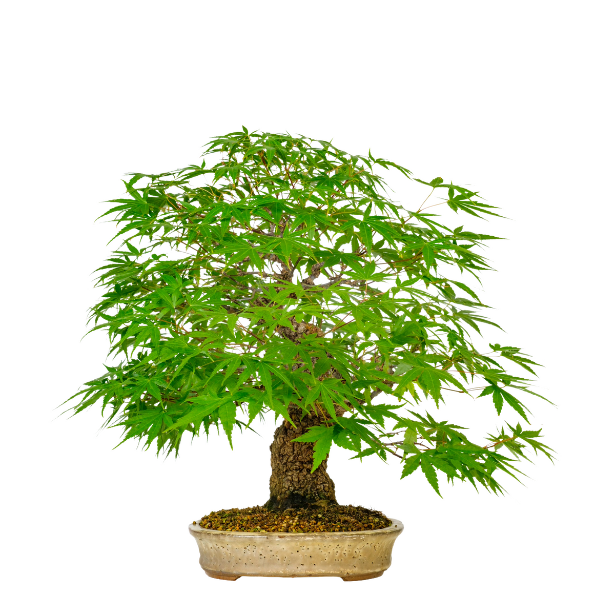 Acer palmatum 'Arakawa' (Japansk ahorn) nr. 10, højde ~55 cm