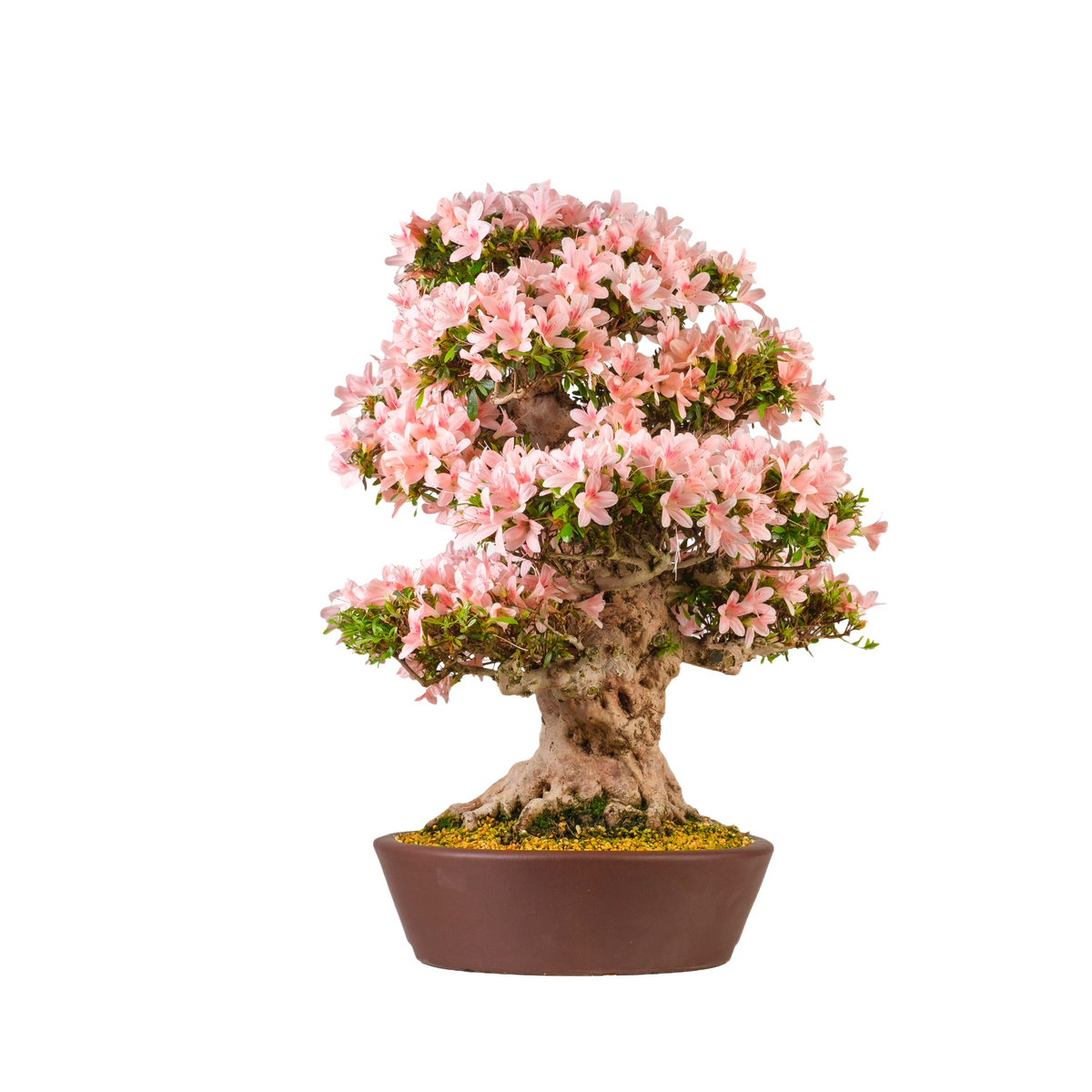 Rhododendron indicum 'Nyohozan' (Azalea) nr. 94, højde ~75 cm