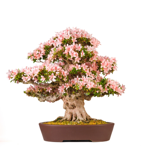 Rhododendron indicum 'Nyohozan' (Azalea) nr. 94, højde ~75 cm
