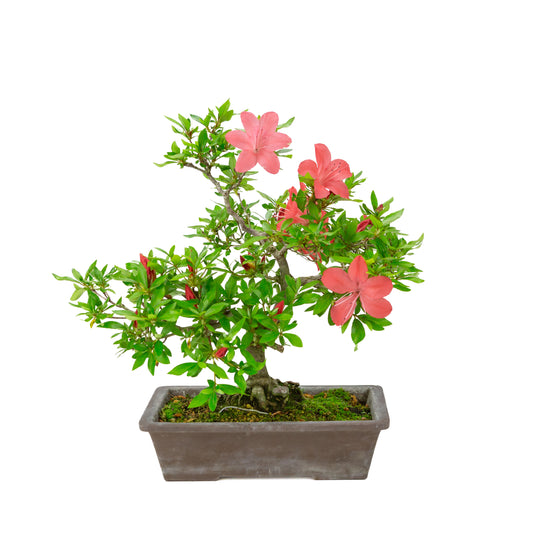 Rhododendron indicum (satsuki azalea), højde ~40cm
