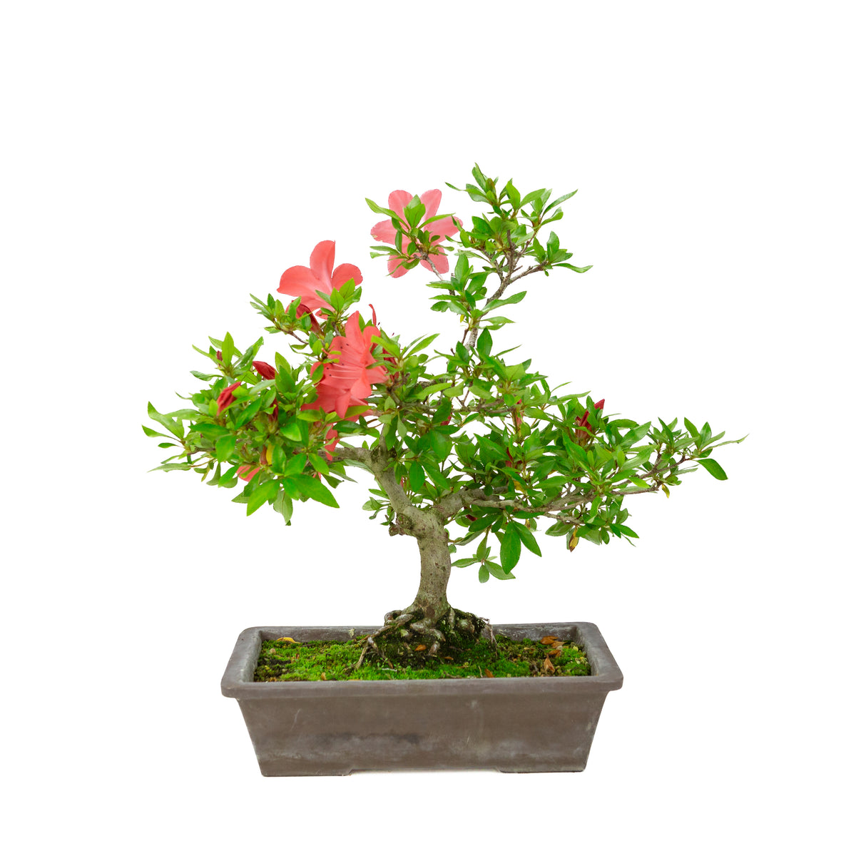 Rhododendron indicum (satsuki azalea), højde ~40cm