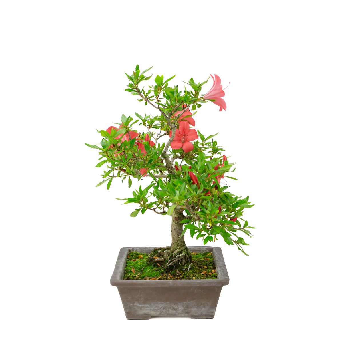 Rhododendron indicum (satsuki azalea), højde ~40cm