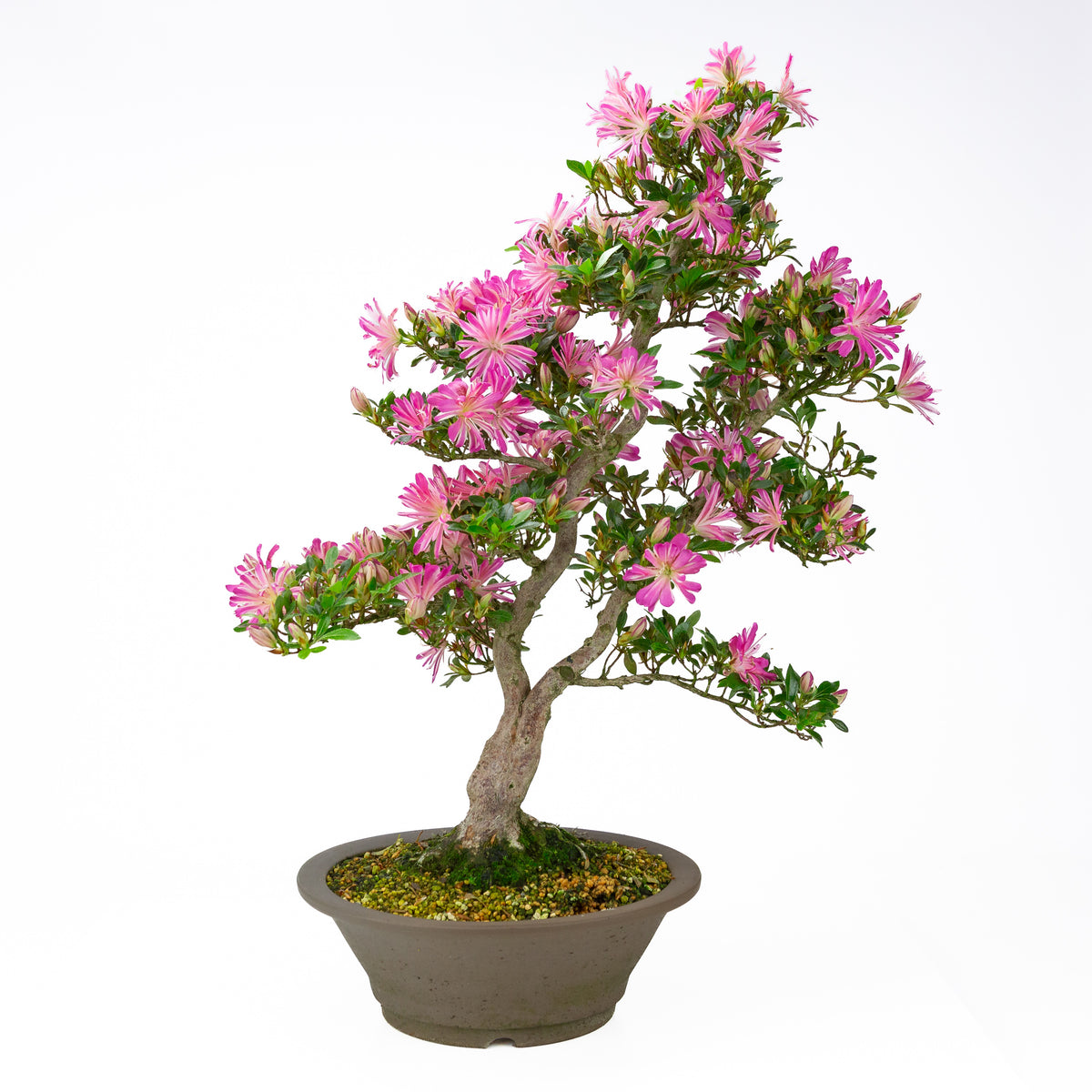 Rhododendron indicum 'Hanabin' (satsuki azalea), højde ~60 cm