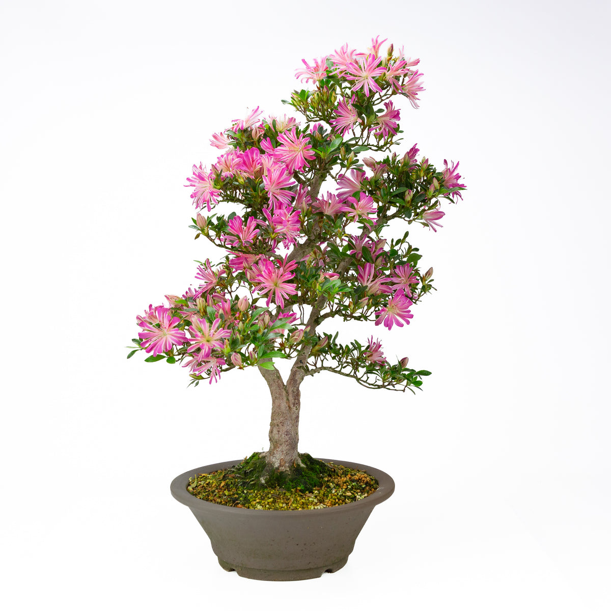Rhododendron indicum 'Hanabin' (satsuki azalea), højde ~60 cm