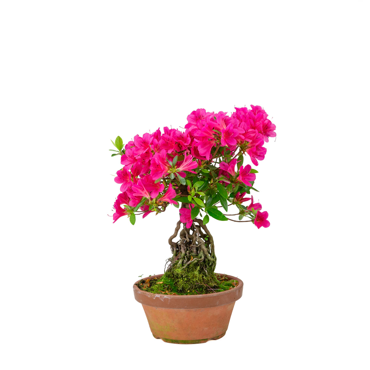 Rhododendron indicum (satsuki azalea), højde ~38 cm
