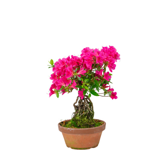 Rhododendron indicum (satsuki azalea), højde ~38 cm