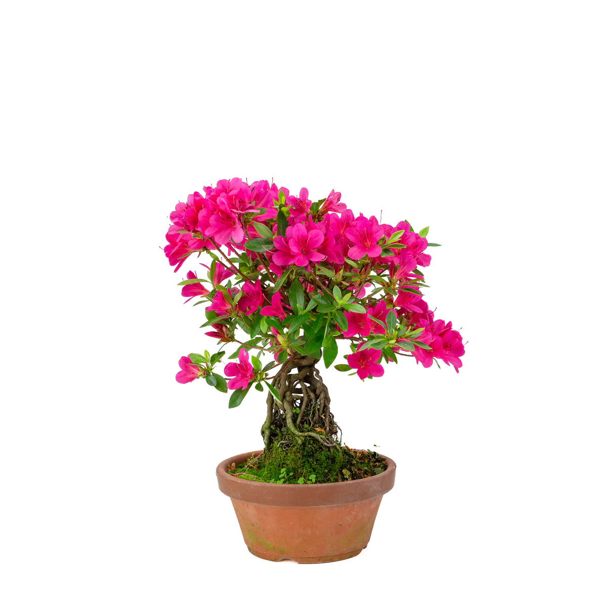 Rhododendron indicum (satsuki azalea), højde ~38 cm