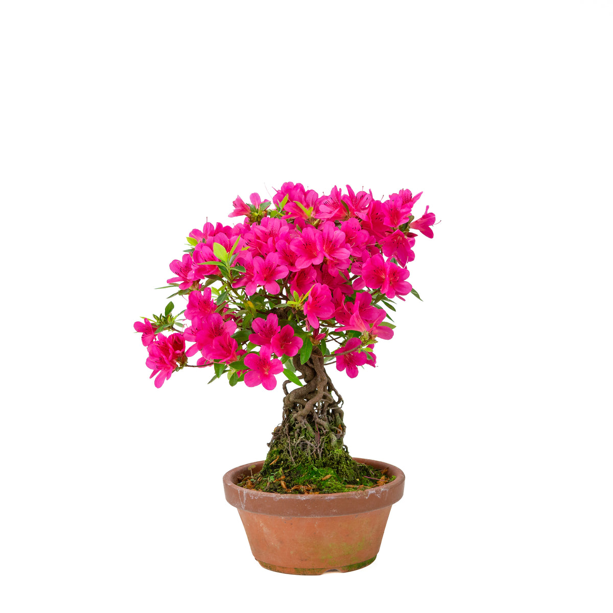 Rhododendron indicum (satsuki azalea), højde ~38 cm