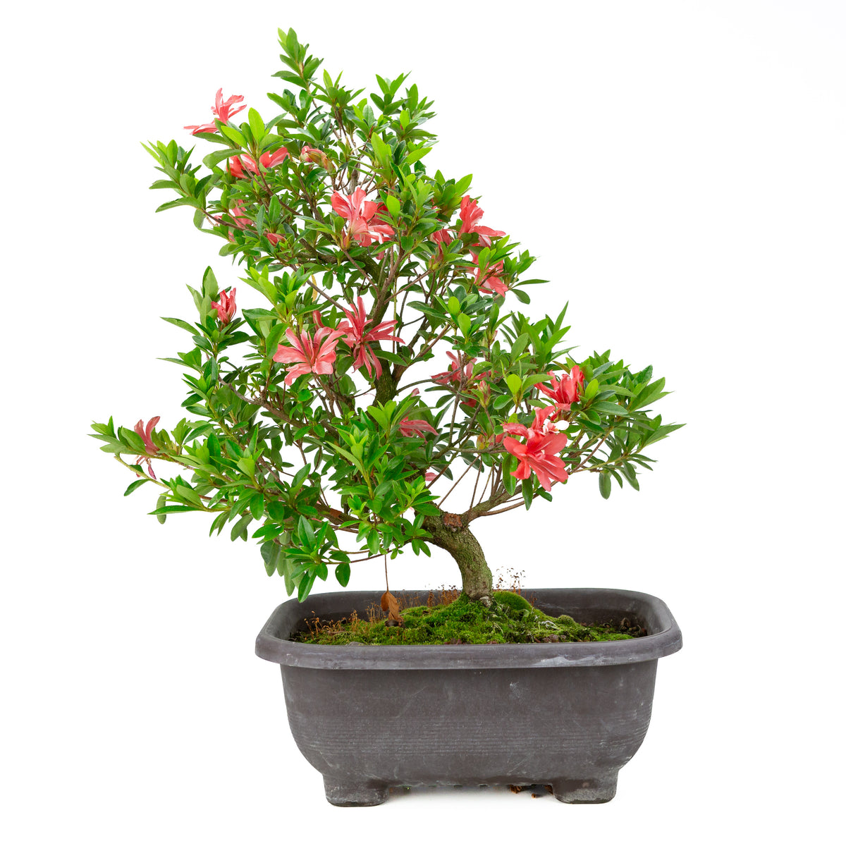 Rhododendron indicum 'Tateyama no Mai' (satsuki-azalea), højde ~51cm