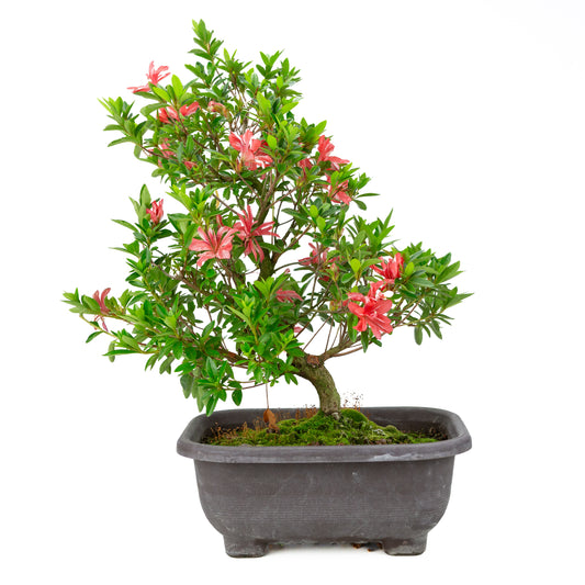 Rhododendron indicum 'Tateyama no Mai' (satsuki-azalea), højde ~51cm