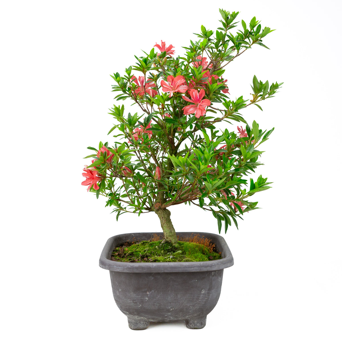Rhododendron indicum 'Tateyama no Mai' (satsuki-azalea), højde ~51cm