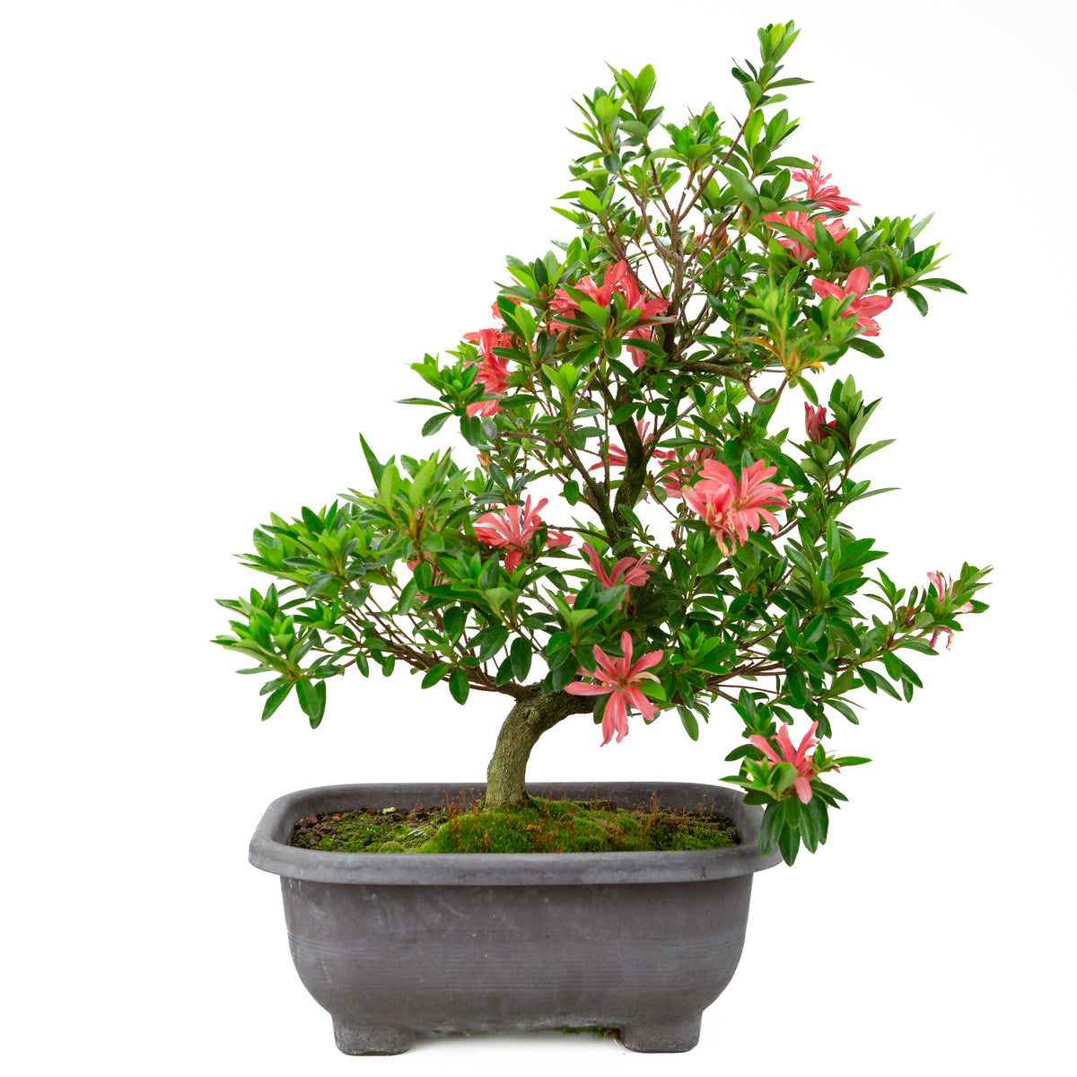 Rhododendron indicum 'Tateyama no Mai' (satsuki-azalea), højde ~51cm