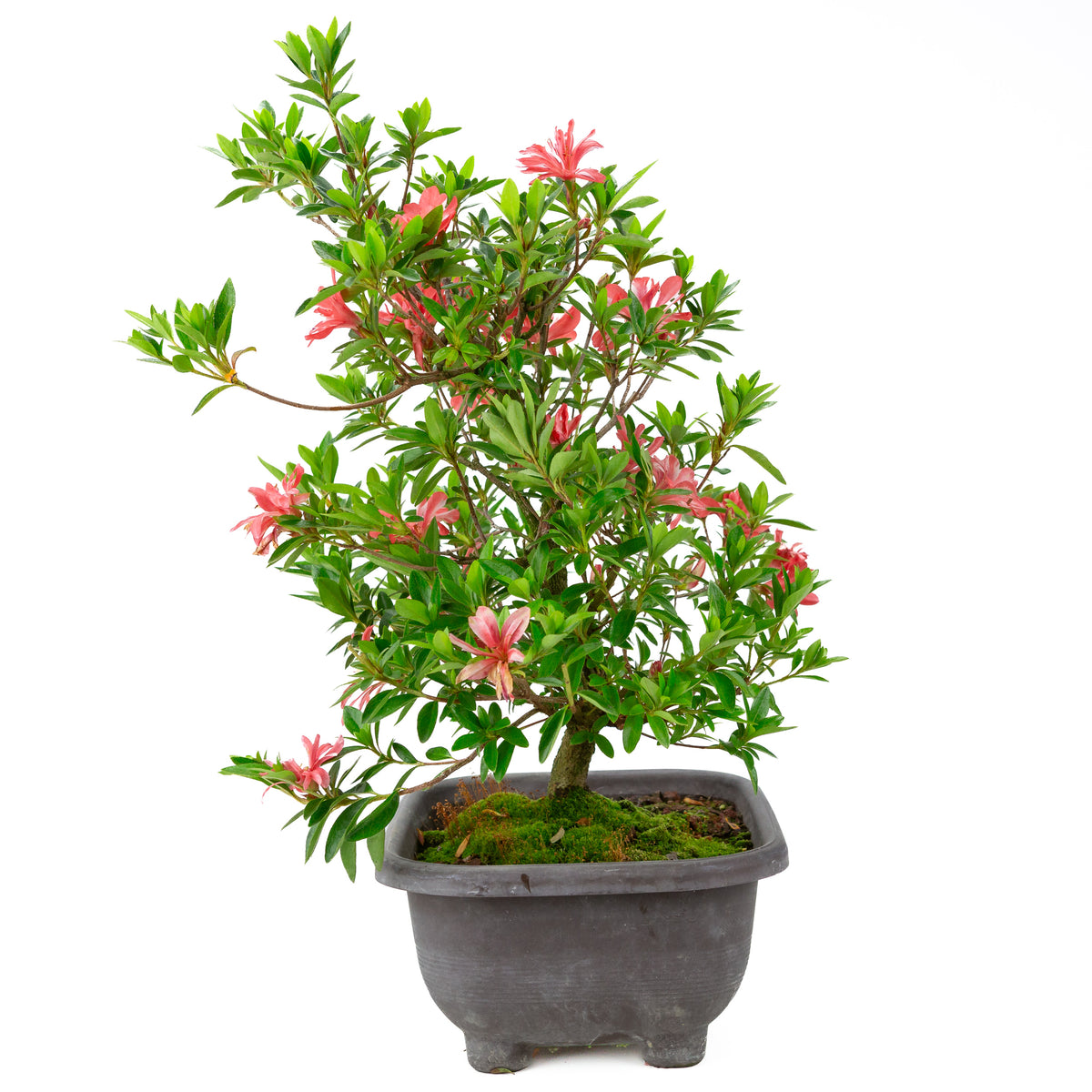 Rhododendron indicum 'Tateyama no Mai' (satsuki-azalea), højde ~51cm
