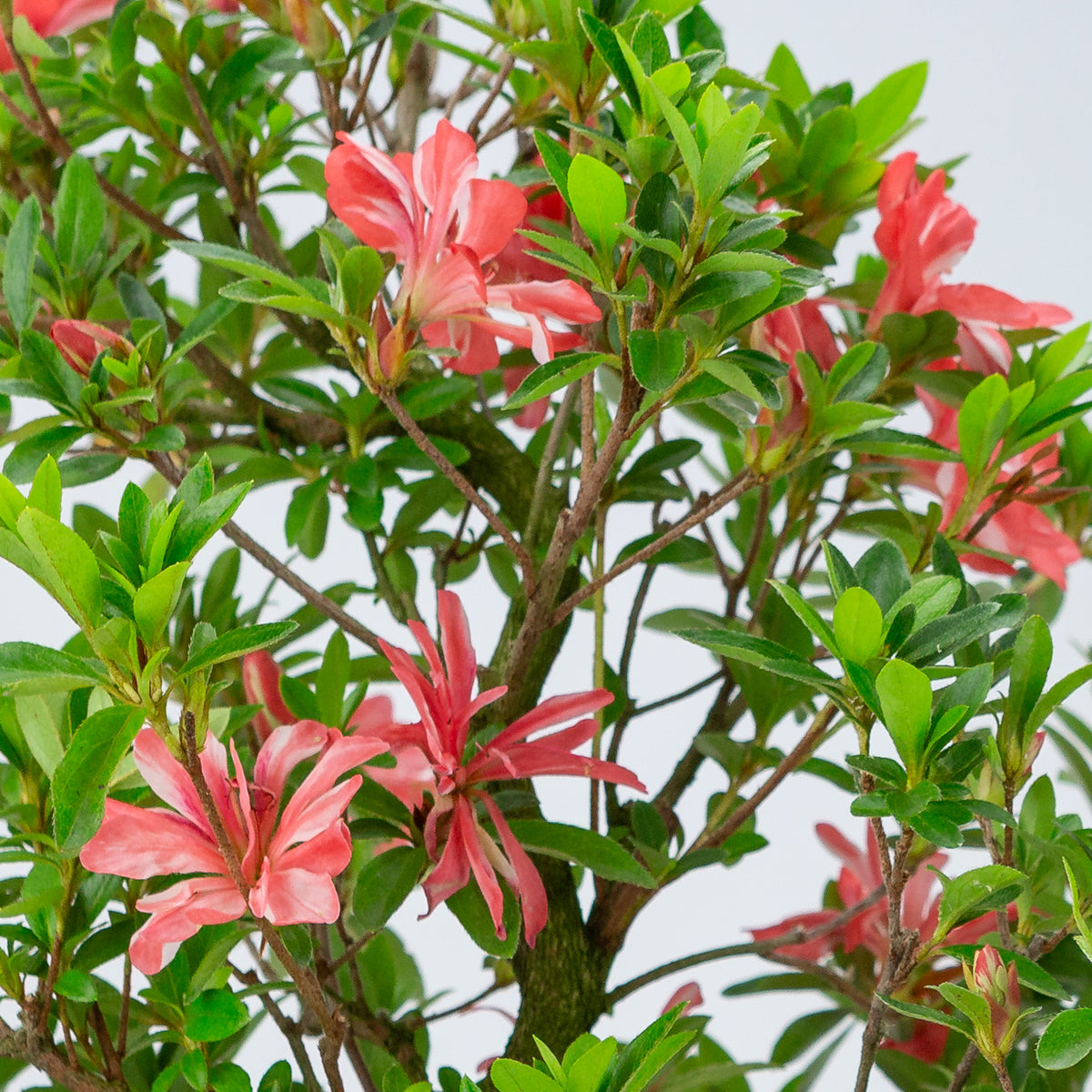 Rhododendron indicum 'Tateyama no Mai' (satsuki-azalea), højde ~51cm