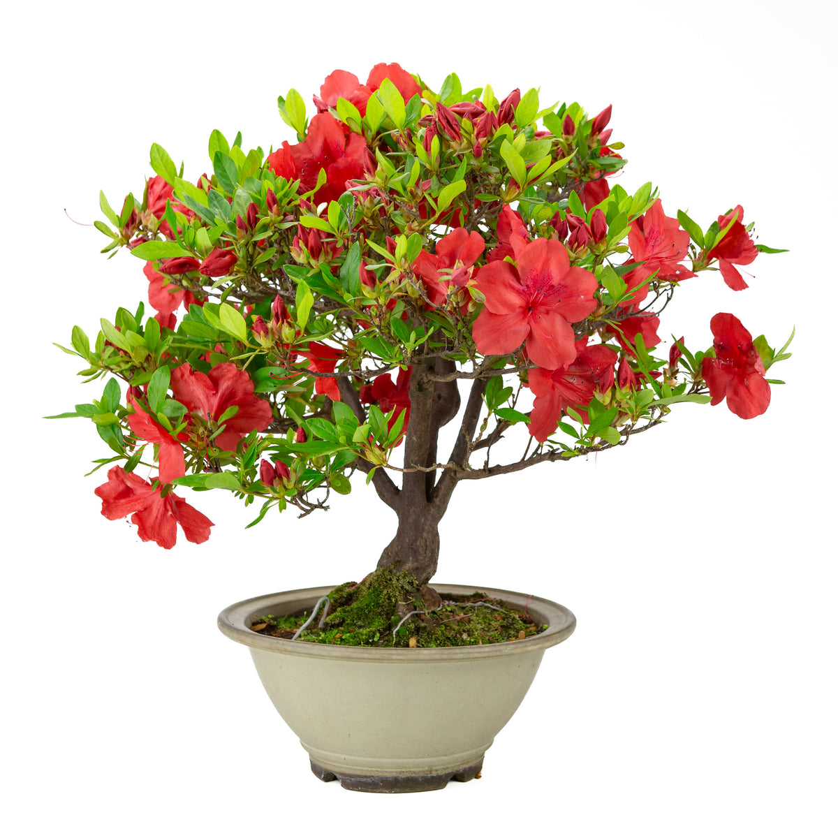 Rhododendron indicum 'Benigasa' (satsuki-azalea), højde ~55 cm
