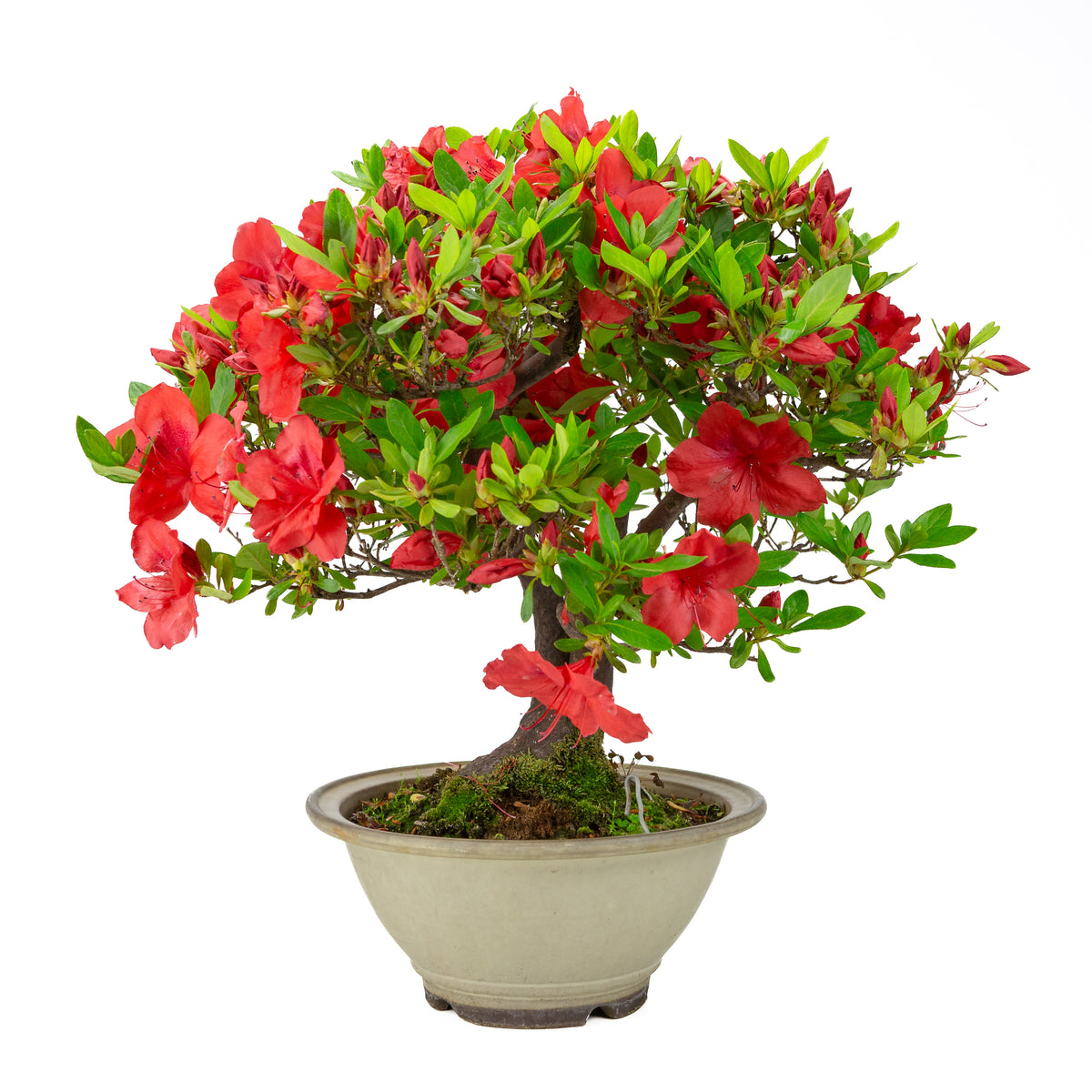 Rhododendron indicum 'Benigasa' (satsuki-azalea), højde ~55 cm