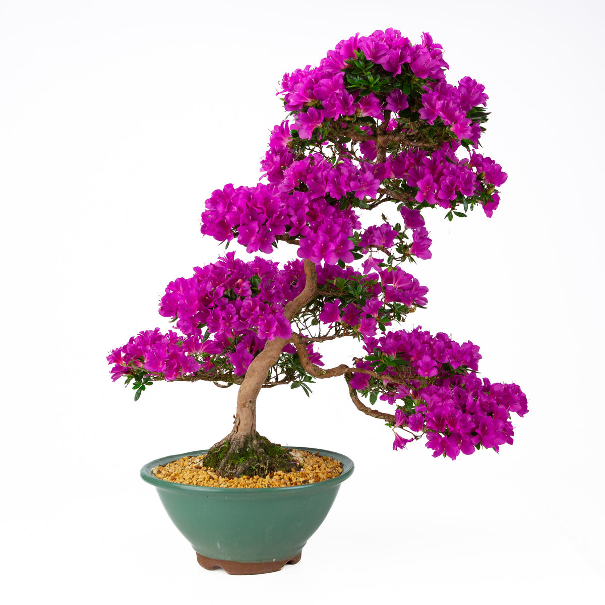Rhododendron indicum 'Hoshi no Kagayaki' (satsuki azalea), højde ~58 cm