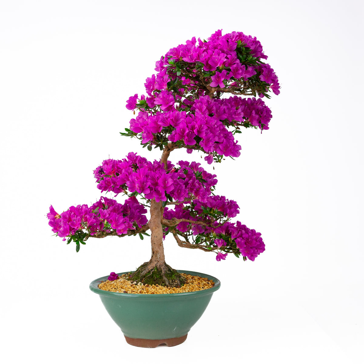 Rhododendron indicum 'Hoshi no Kagayaki' (satsuki azalea), højde ~58 cm
