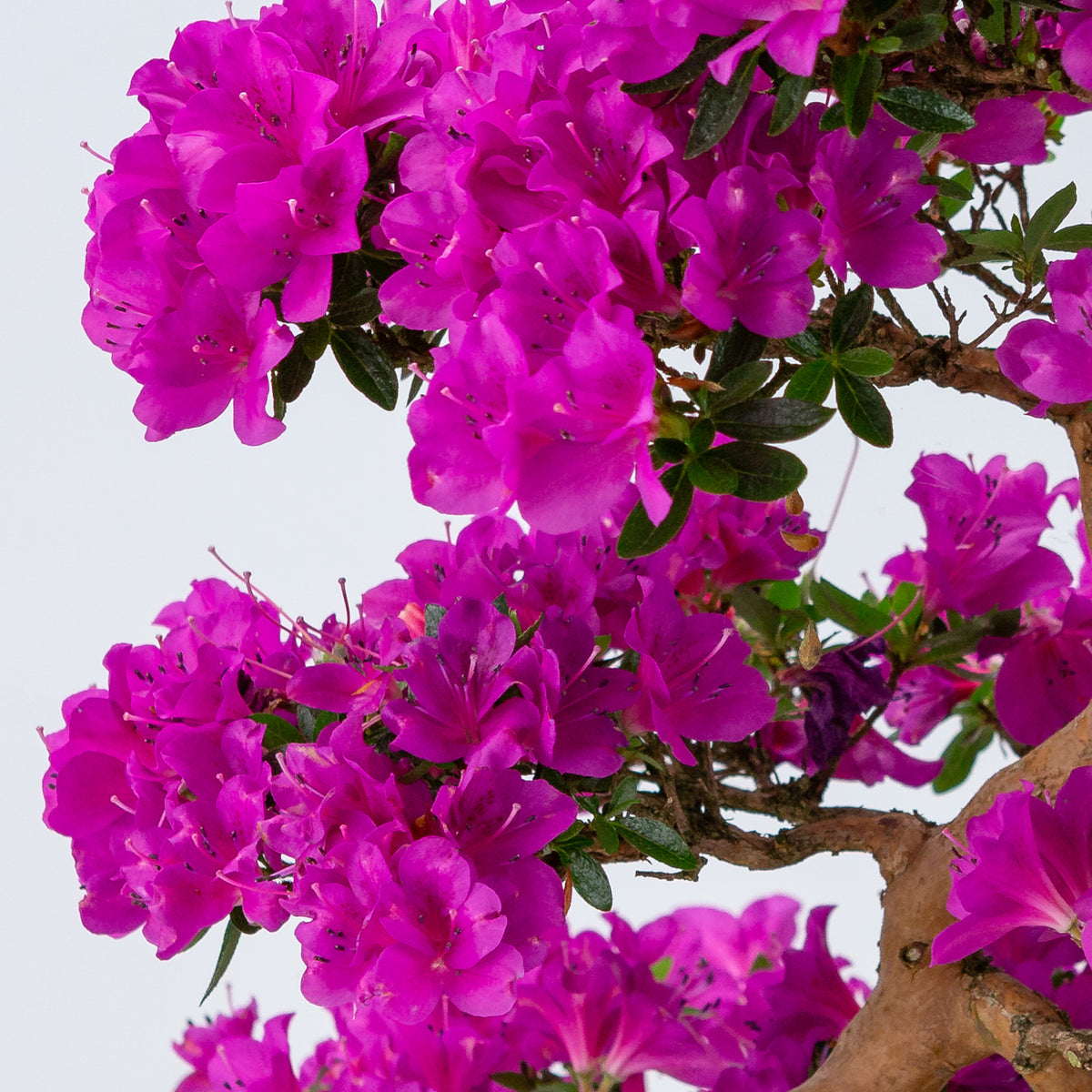 Rhododendron indicum 'Hoshi no Kagayaki' (satsuki azalea), højde ~58 cm