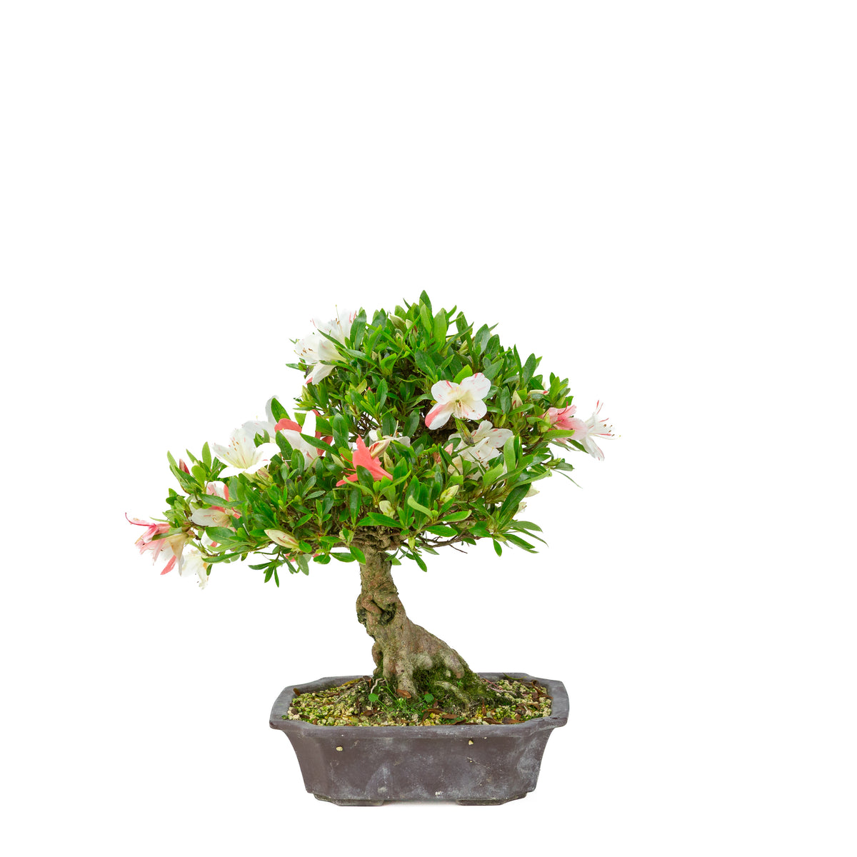 Rhododendron indicum 'Matsuna' (satsuki azalea), højde ~34 cm