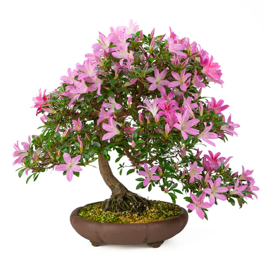Rhododendron indicum (satsuki-azalea), højde ~50 cm