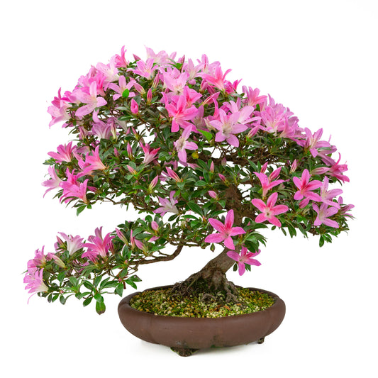 Rhododendron indicum (satsuki-azalea), højde ~50 cm