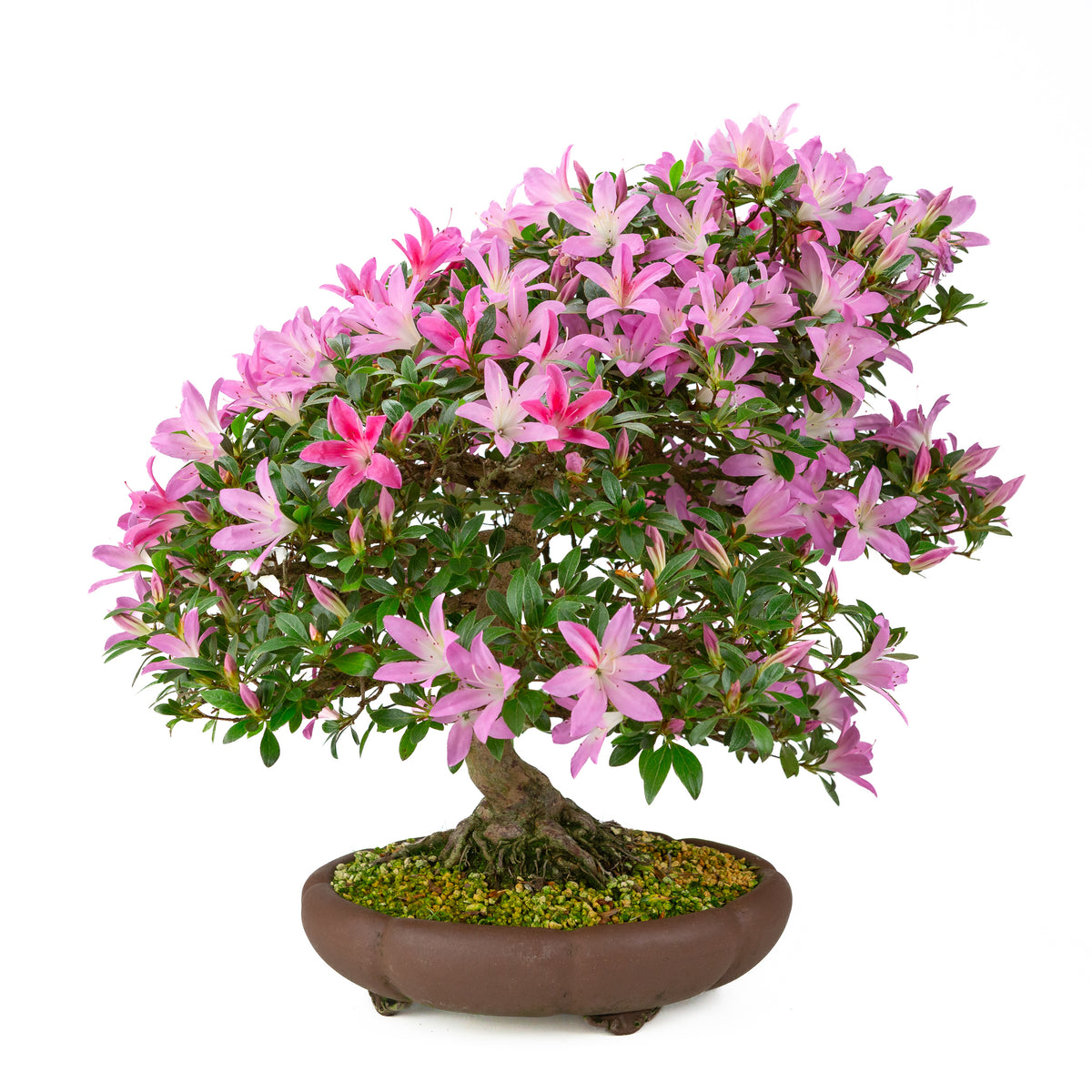 Rhododendron indicum (satsuki-azalea), højde ~50 cm