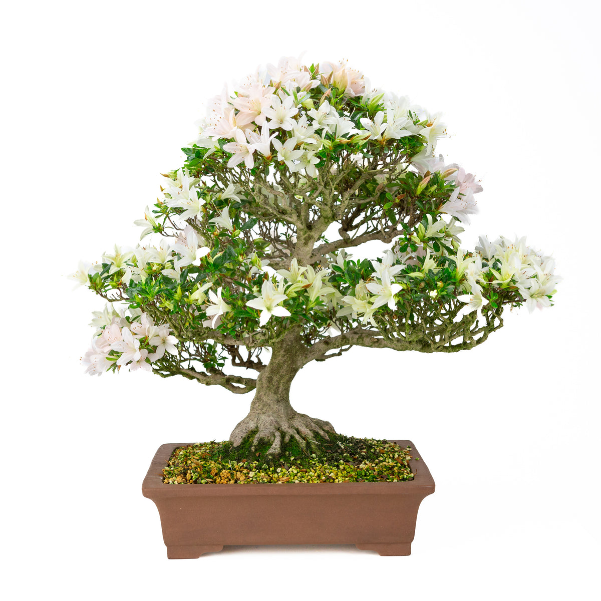 Rhododendron indicum 'Hakutsuru' (satsuki azalea), højde ~53 cm