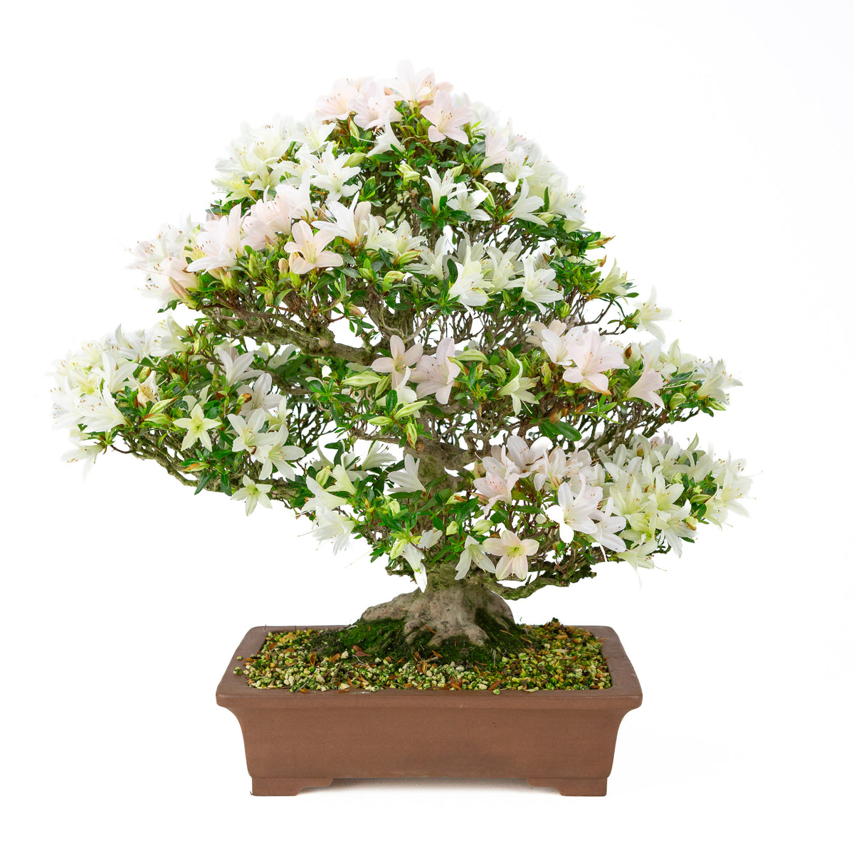 Rhododendron indicum 'Hakutsuru' (satsuki azalea), højde ~53 cm