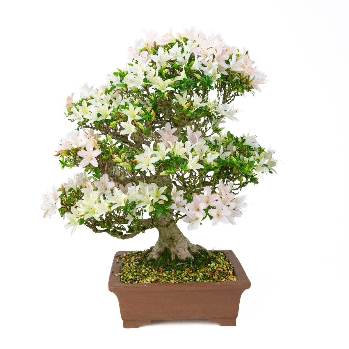 Rhododendron indicum 'Hakutsuru' (satsuki azalea), højde ~53 cm