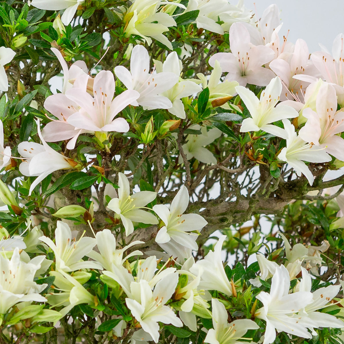Rhododendron indicum 'Hakutsuru' (satsuki azalea), højde ~53 cm