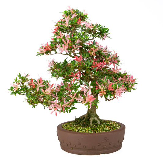 Rhododendron indicum 'Suchi no Kirameki' (satsuki azalea), højde ~56cm