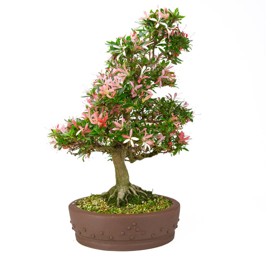 Rhododendron indicum 'Suchi no Kirameki' (satsuki azalea), højde ~56cm