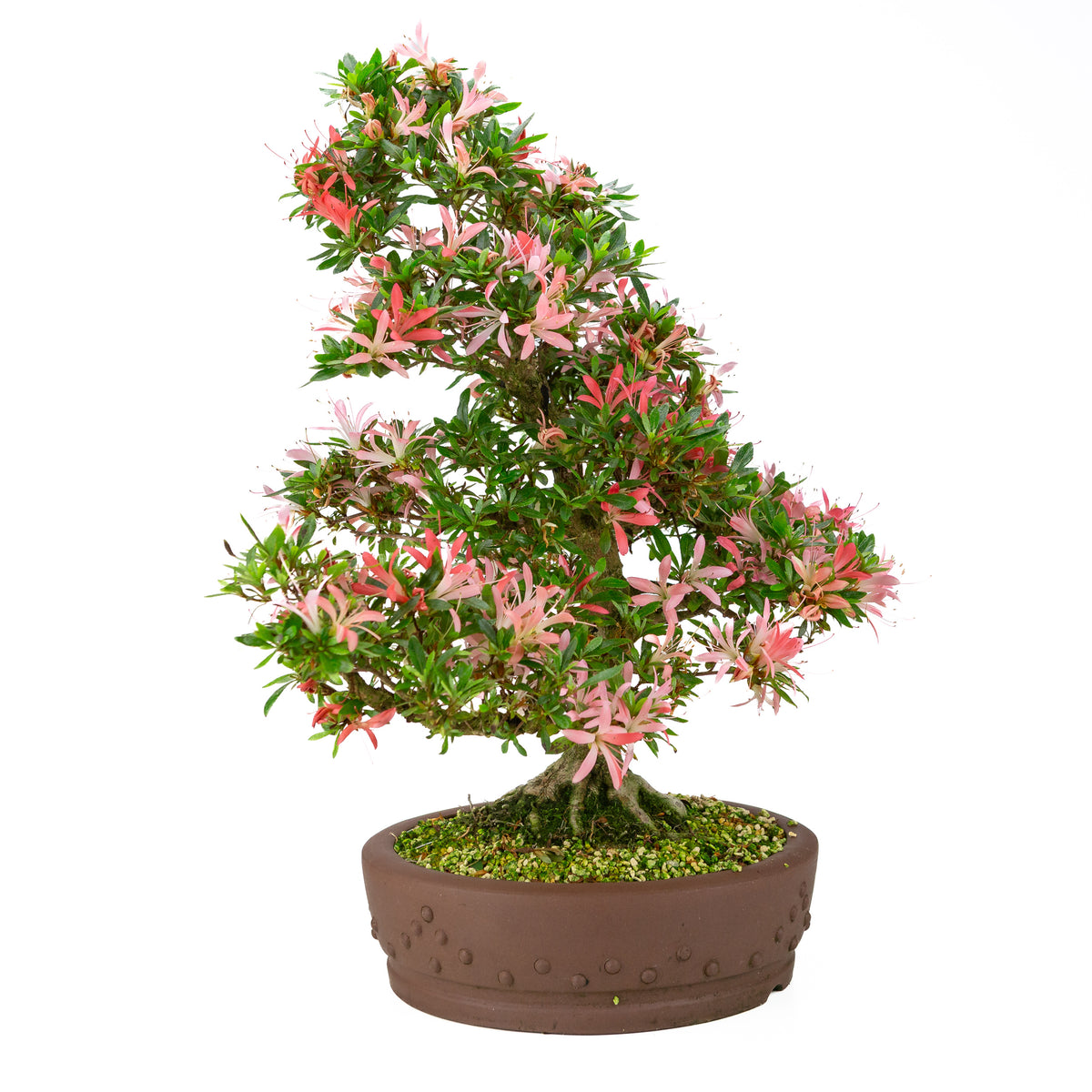 Rhododendron indicum 'Suchi no Kirameki' (satsuki azalea), højde ~56cm