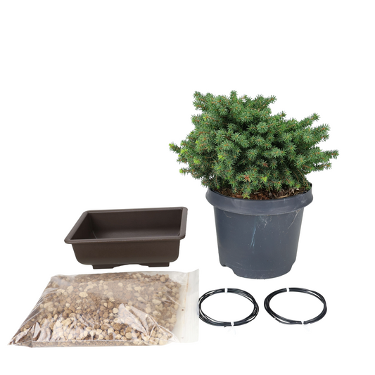 Startpakke Picea abies (Rødgran)