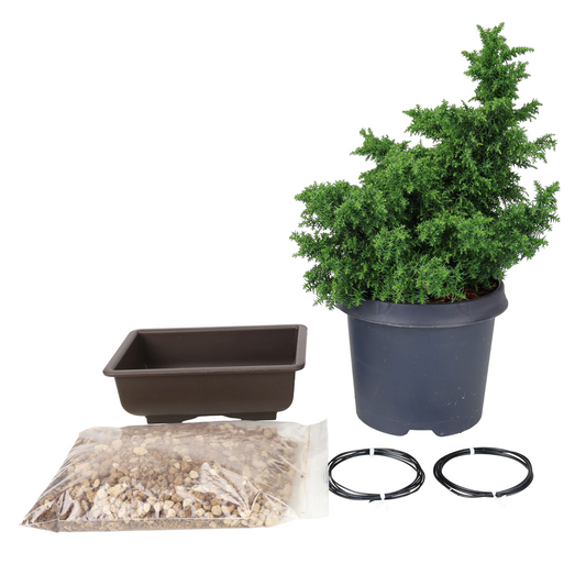 Startpakke Cryptomeria japonica (japansk ceder)