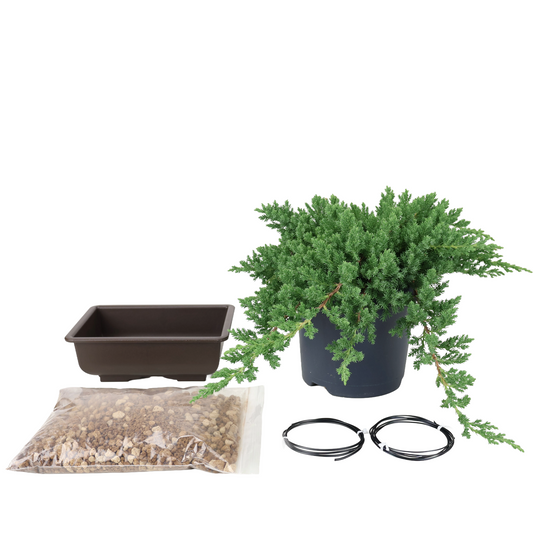 Startpakke Juniperus procumbens (Dværg-ene)