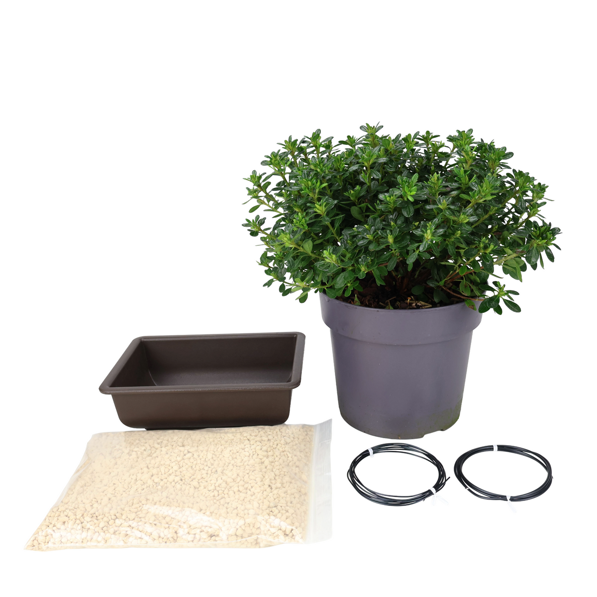 Startpakke Azalea japonica